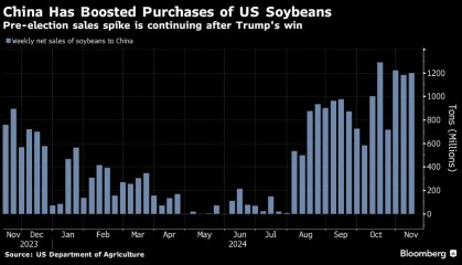 外媒：美国大选以来，中国继续购买美国大豆