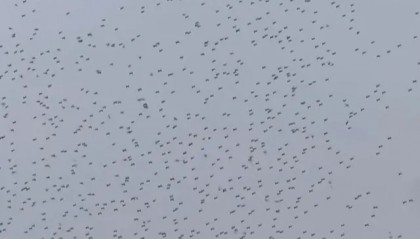 突发坠海！原因暂不明…赵丽颖等明星发声