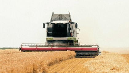 小麦价格要涨了！农敢网小麦最新价格行情