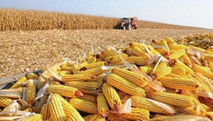 玉米、小麦和大豆之间有什么关系