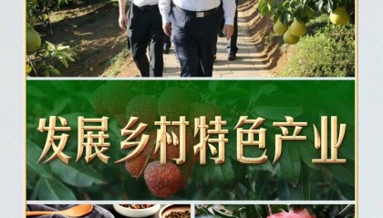 习言道｜从荔枝园到柚子园，习近平不变的牵挂