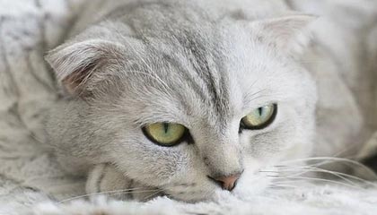 四月份减半行情来了 PEPE行情涨幅可能比比特币还要大