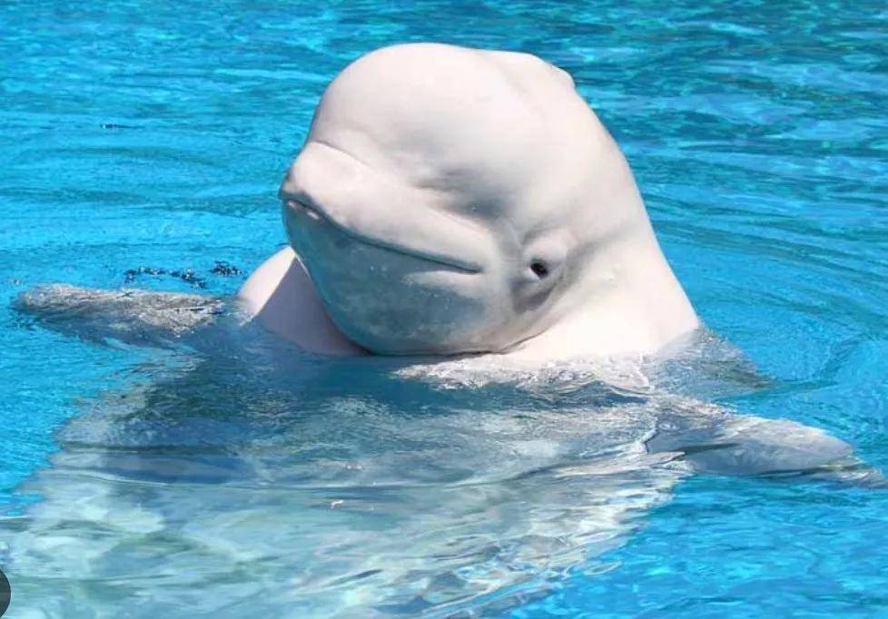 宁愿全部安乐死，也不给中国？加拿大养不起30头白鲸，中国愿接手，然而...