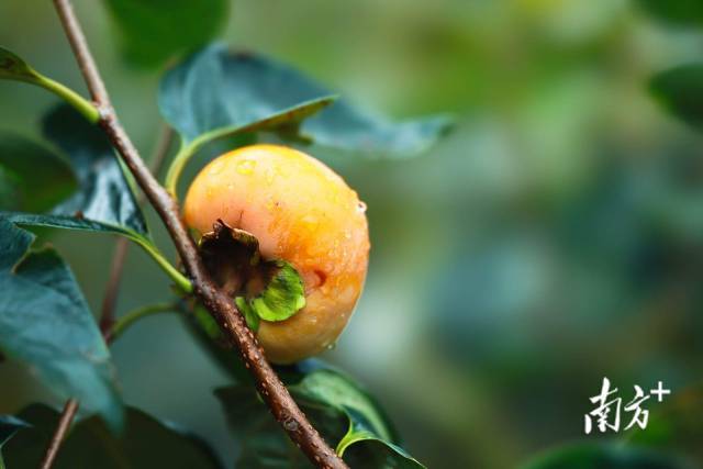 文化中国行·寒露 | 枫艳菊黄岭南秋,蔗熟姜香岁物收