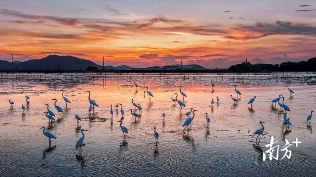 文化中国行·寒露 | 枫艳菊黄岭南秋,蔗熟姜香岁物收