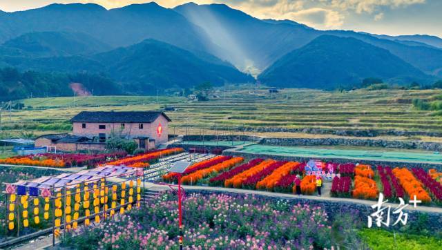 文化中国行·寒露 | 枫艳菊黄岭南秋,蔗熟姜香岁物收