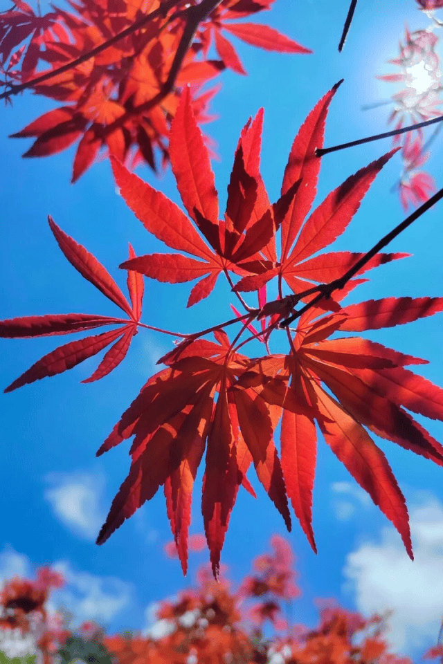 文化中国行·寒露 | 枫艳菊黄岭南秋,蔗熟姜香岁物收
