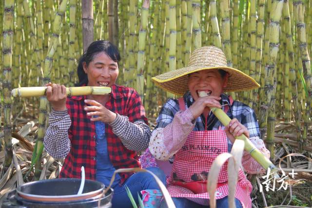 文化中国行·寒露 | 枫艳菊黄岭南秋,蔗熟姜香岁物收