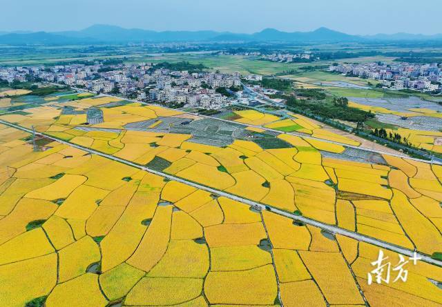 文化中国行·寒露 | 枫艳菊黄岭南秋,蔗熟姜香岁物收