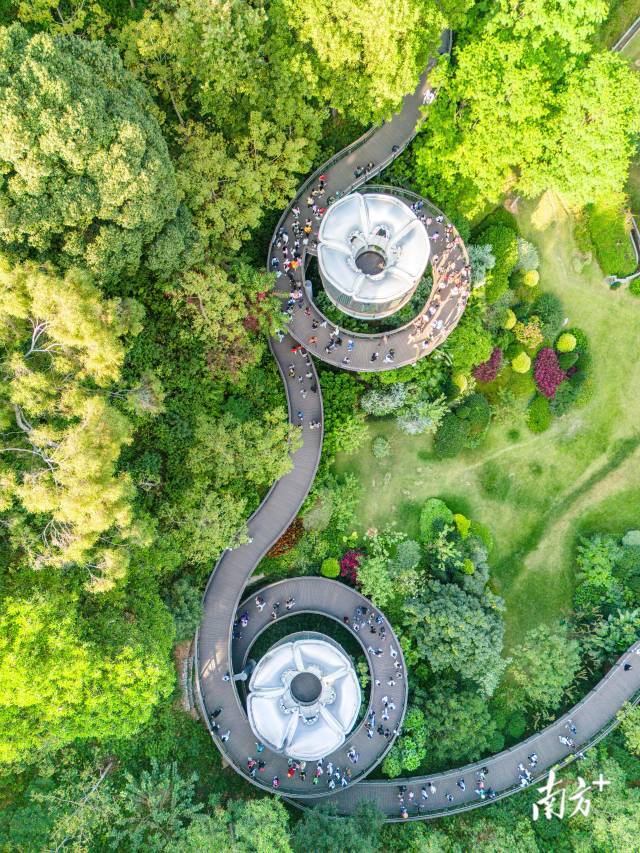 文化中国行·寒露 | 枫艳菊黄岭南秋,蔗熟姜香岁物收