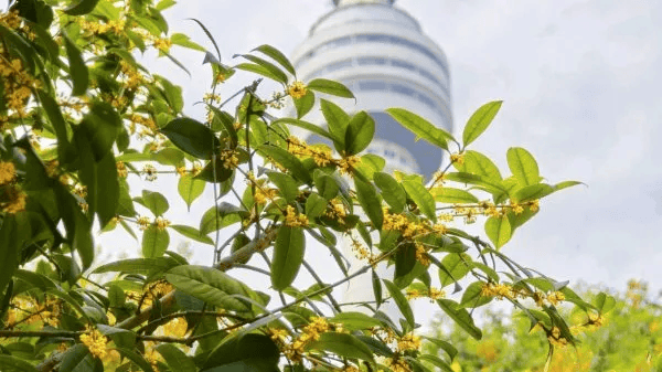 满城都是甜甜的！不要捡，不要吃！