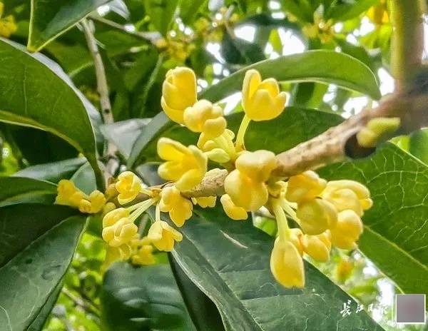 满城都是甜甜的！不要捡，不要吃！