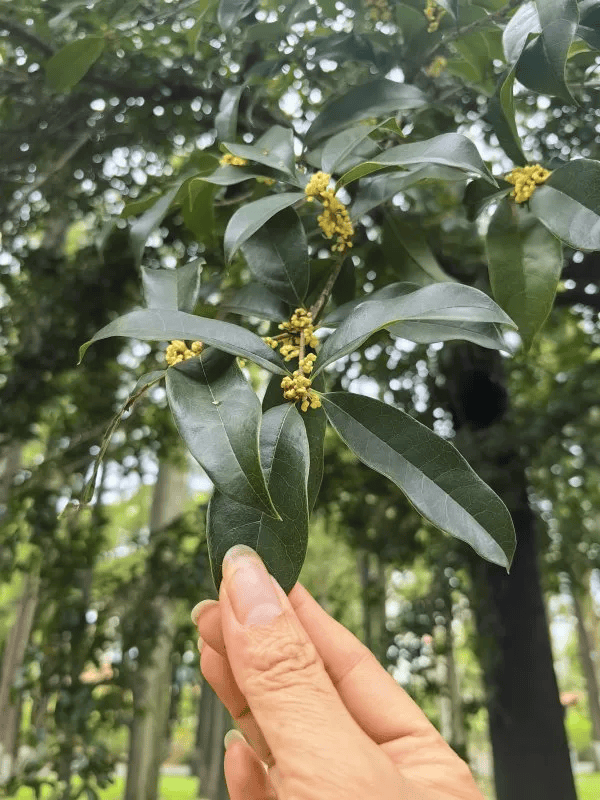 满城都是甜甜的！不要捡，不要吃！