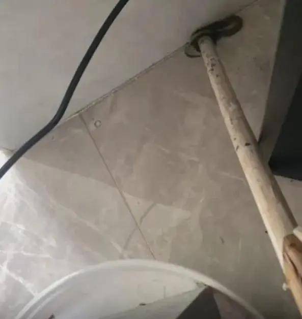 广州一小区2年抓到超60条蛇？业主：家里来过两三条，物业回应