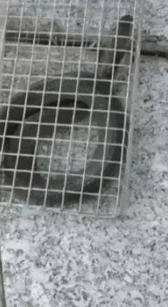 广州一小区2年抓到超60条蛇？业主：家里来过两三条，物业回应