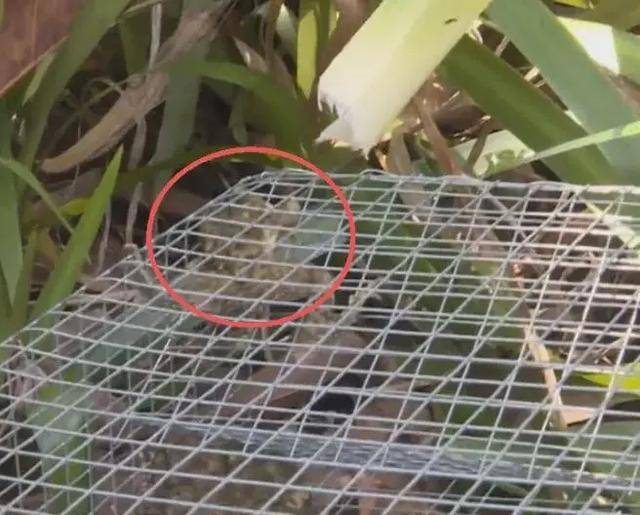 广州一小区2年抓到超60条蛇？业主：家里来过两三条，物业回应