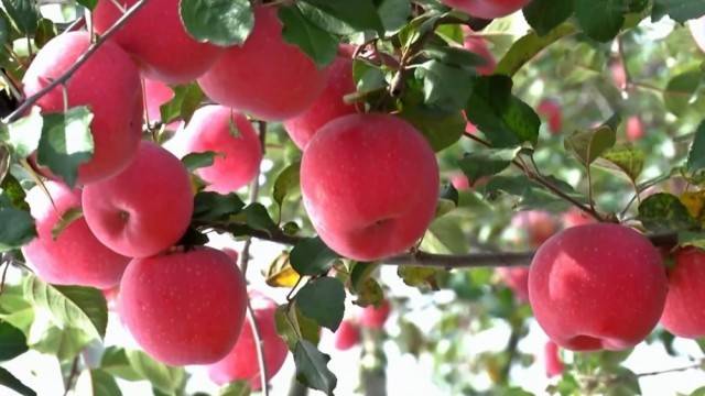 特色农业“金钥匙” 打开乡村振兴“富民门”