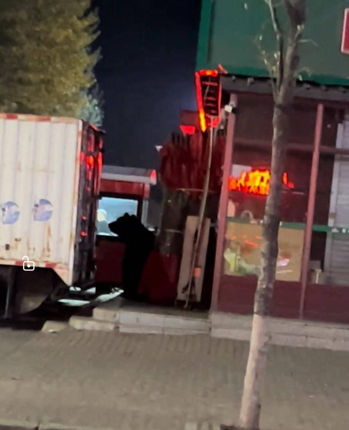 大黑熊夜里独闯黑龙江一县城闹市区,警方连开10多枪击毙,回应为何没用麻醉枪