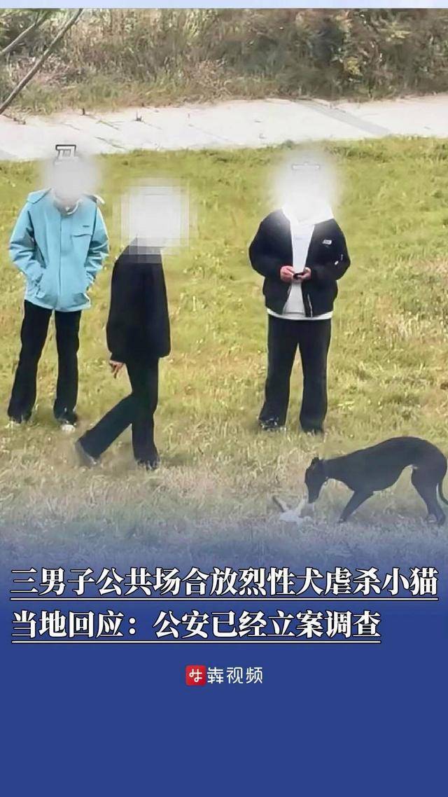 安徽蚌埠三男子在公共场合放烈性犬虐杀小猫，当地12345回应：公安已经立案调查