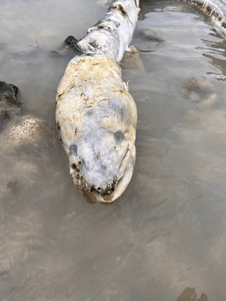 英国海边出现巨型“海怪”，当地居民：像外星生物