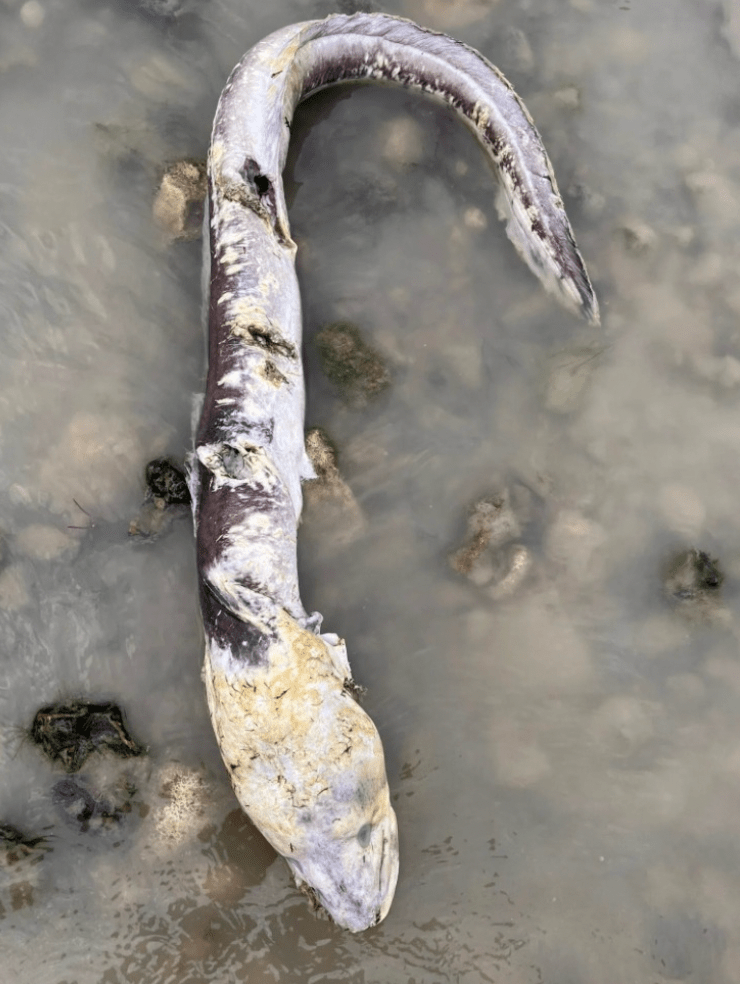 英国海边出现巨型“海怪”，当地居民：像外星生物